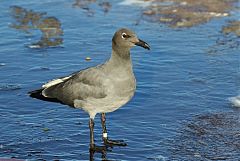 Lava Gull